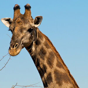 Namibia Nationalparks, Giraffe