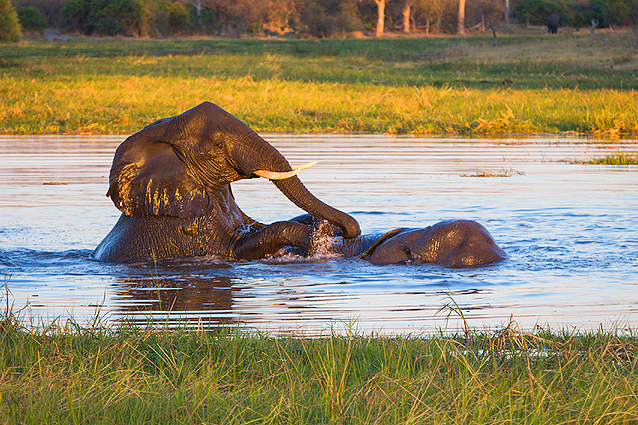 elefanten safari uganda